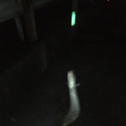 タチウオ厳しくてもお土産確保