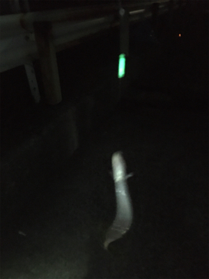 タチウオ厳しくてもお土産確保