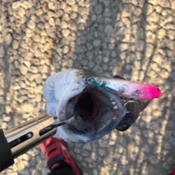 トップウォーター