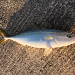 太刀魚の活性高い！