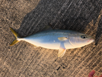 太刀魚の活性高い！