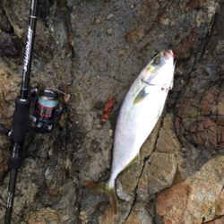 エギングタックルで…