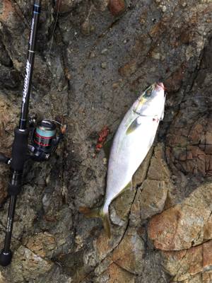 エギングタックルで…