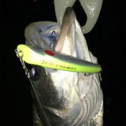 いつものドブ川で!