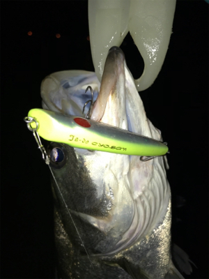 いつものドブ川で!