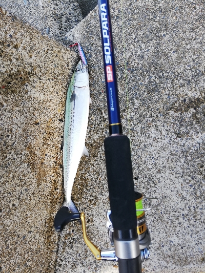 ライトショアジギング