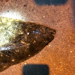 ヒラメ釣れました