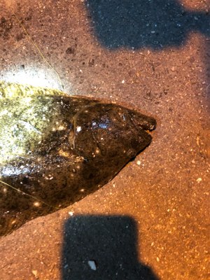 ヒラメ釣れました