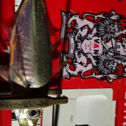 アジング練習 56