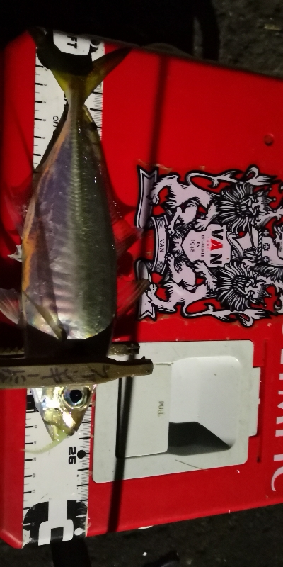 アジング練習 56