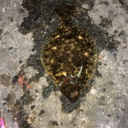 タチウオ&ミニヒラメ渋すぎ