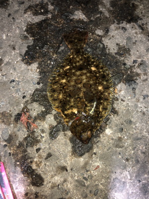 タチウオ&ミニヒラメ渋すぎ