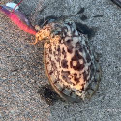 コウイカの時合い