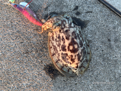 コウイカの時合い