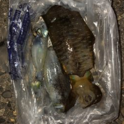 二神島でエギング