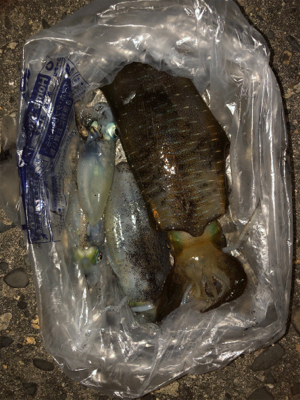 二神島でエギング