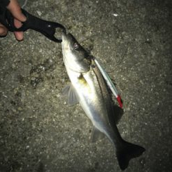 ナイトシーバス