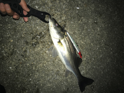 ナイトシーバス