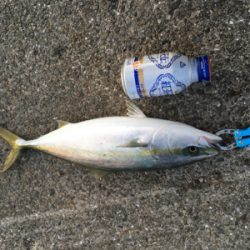 軽めの朝マヅメ