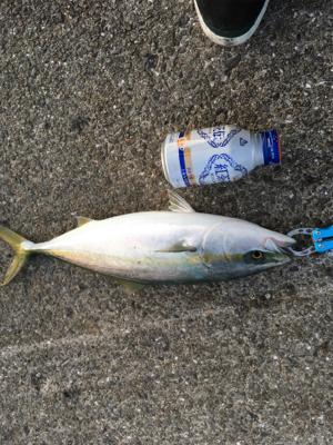 軽めの朝マヅメ