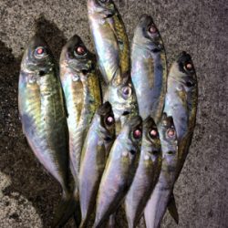 朝マズメに賭けてみた