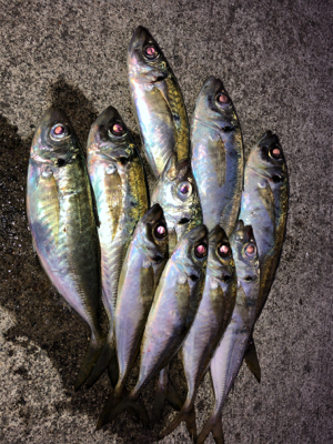 朝マズメに賭けてみた