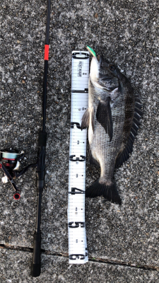 チニングではありません