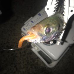 朝マズメアジング