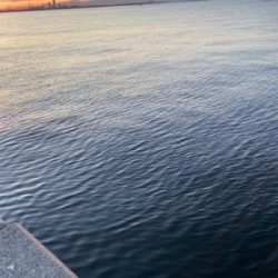 今シーズン最後のショアジキ