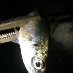 久しぶりのアジ