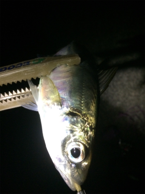 久しぶりのアジ