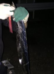 ワインド夕まづめ