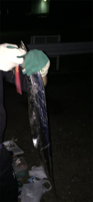 ワインド夕まづめ