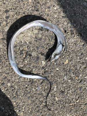 親父たちの釣行　淡路島編