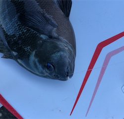 テトラでフカセ釣り