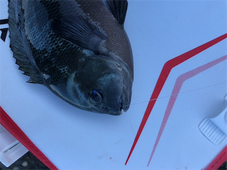 テトラでフカセ釣り