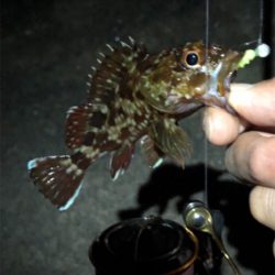 癒しのガッシー