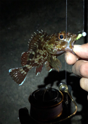 癒しのガッシー