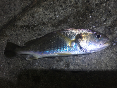 東側ベランダで夜釣り
