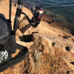 キス釣り渋い(><)…嬉しい外道GET!