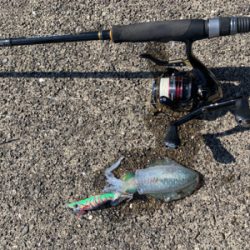 数釣り…でも小型ばかり