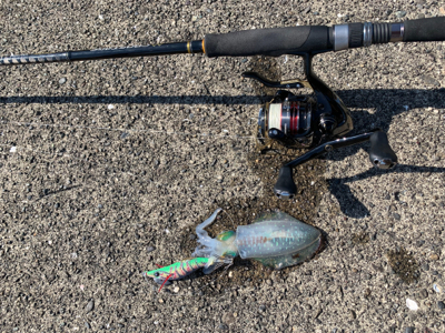 数釣り…でも小型ばかり