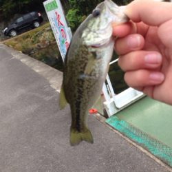 初の沖島釣行！ | 琵琶湖 湖北 陸っぱり ジャークベイト・シャッド