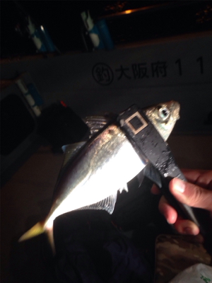 アジング&シーバス！