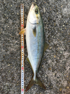 気温も釣果も寒い