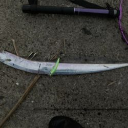 遅咲きの初タチ