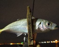 アジング練習  57