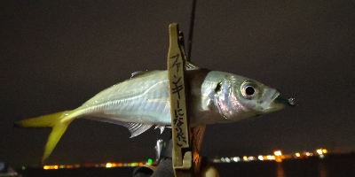 アジング練習  57