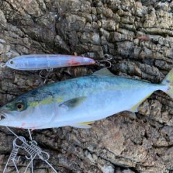 トップ青物。秋終盤。