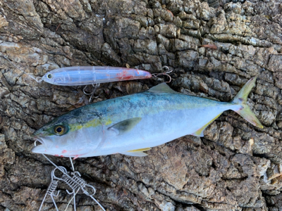 トップ青物。秋終盤。